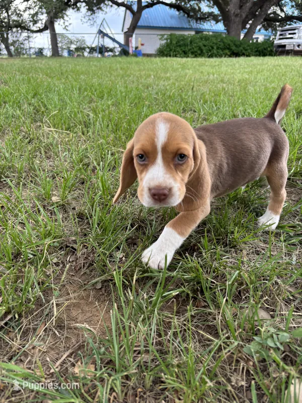 Loretta’s yellow collar male – Beagle puppy for sale in Dime Box, TX