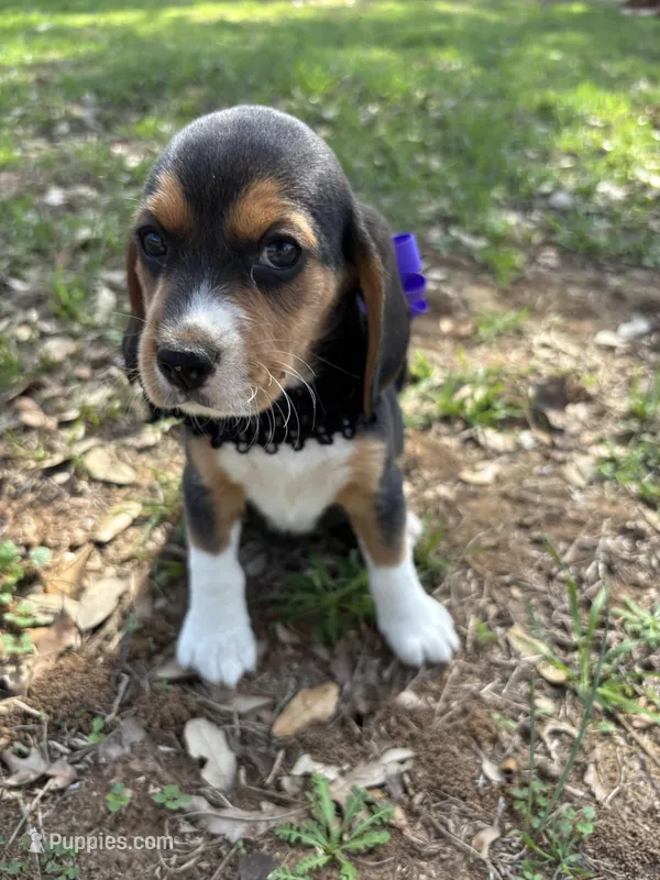River’s purple collar female