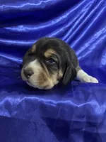 processed/1d237d26-d91c-4cf5-9e60-b75adf93f1bc/listing/7a4caf0d-1657-43ae-a113-f8ca9db50844/6098d1e7-519c-434e-a0ae-9ee127002b2e