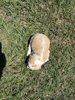 Dixie’s lemon male in grass, a male Beagle for sale in Dime Box, TX – 2 of 2