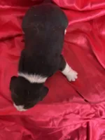 processed/1d237d26-d91c-4cf5-9e60-b75adf93f1bc/listing/7c86d37e-7de9-4f2c-9f4c-af4955e73746/1d530f08-2c7c-45f4-88c8-4b29ccc4dbe4