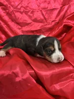 processed/1d237d26-d91c-4cf5-9e60-b75adf93f1bc/listing/7c86d37e-7de9-4f2c-9f4c-af4955e73746/6a1fdbb6-6115-4eb0-b6e1-6376d73acaec