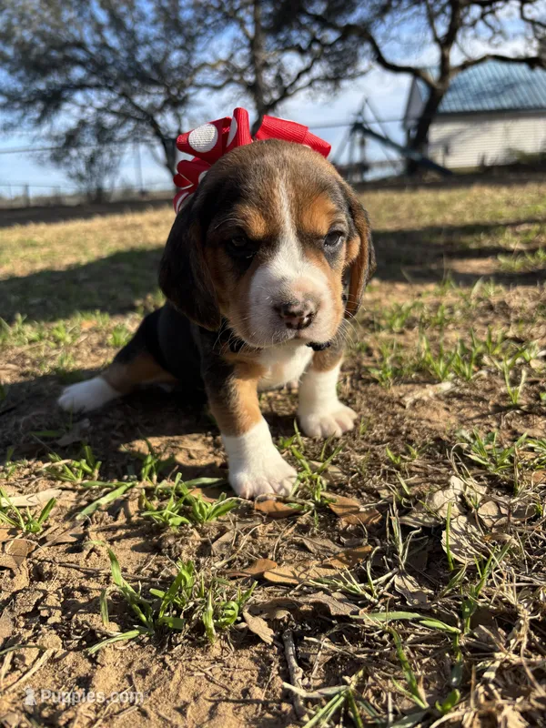 River’s red collar female