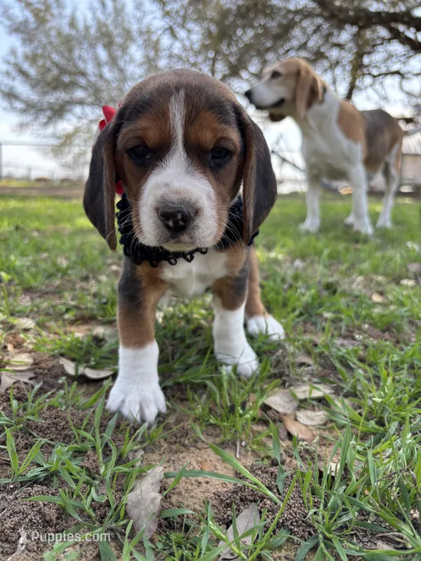 River’s red collar female
