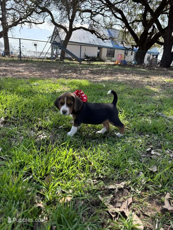 River’s red collar female