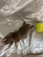 Loretta’s red male tennis ball, a male Beagle for sale in Dime Box, TX – 2 of 3