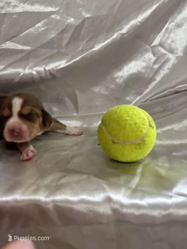 Loretta’s red male tennis ball – Beagle puppy for sale in Dime Box, TX