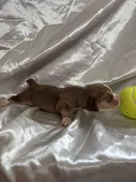 Loretta’s red male tennis ball, a male Beagle for sale in Dime Box, TX – 3 of 3