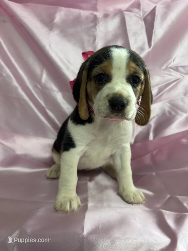 Maci’s pink collar female  – Beagle puppy for sale in Dime Box, TX