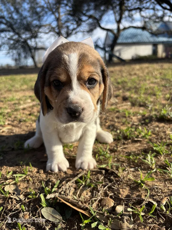 River’s white collar female