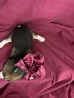 Loretta’s Maroon collar female , a female Beagle for sale in Dime Box, TX – 2 of 2