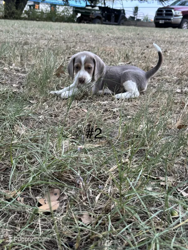 Blue male beagle #2 – Beagle puppy for sale in Dime Box, TX