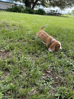 Dixie’s lemon male silver collar , a male Beagle for sale in Dime Box, TX – 2 of 2