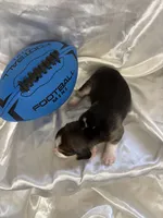 Loretta’s tricolor male with football , a male Beagle for sale in Dime Box, TX – 2 of 2
