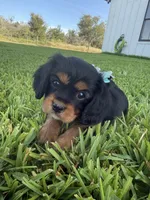 AKC Girl 1, a female Cavalier King Charles Spaniel for sale in Dime Box, TX – 4 of 6