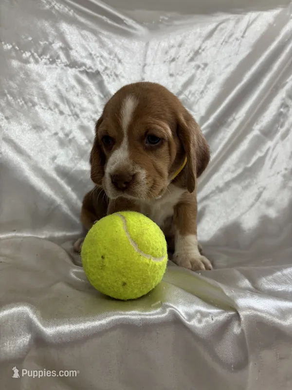 Loretta’s yellow collar male – Beagle puppy for sale in Dime Box, TX