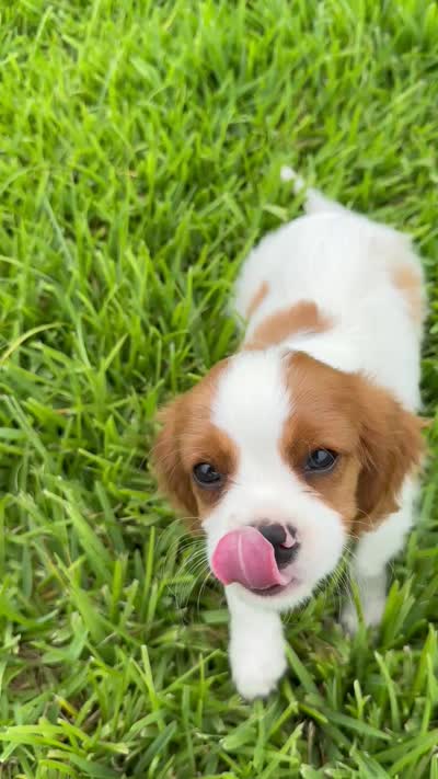 AKC Champ 1, a male Cavalier King Charles Spaniel for sale in Dime Box, TX – 6 of 6