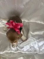 Loretta’s red female , a female Beagle for sale in Dime Box, TX – 2 of 2