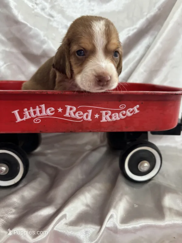 Loretta’s red male in red wagon , a male Beagle for sale in Dime Box, TX – 1 of 1