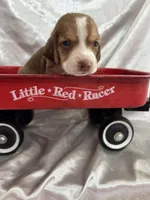 Loretta’s red male in red wagon , a male Beagle for sale in Dime Box, TX – 1 of 1