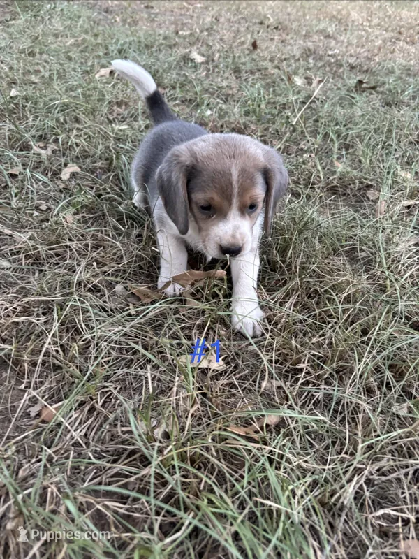 Blue male beagle 1 – Beagle puppy for sale in Dime Box, TX