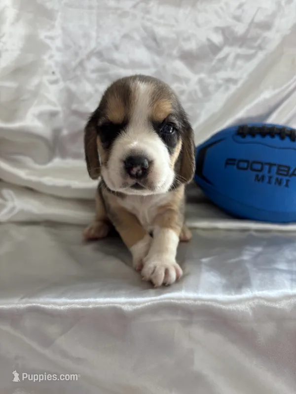 Loretta’s tricolor male with football  – Beagle puppy for sale in Dime Box, TX