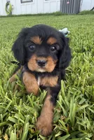 AKC Girl 1, a female Cavalier King Charles Spaniel for sale in Dime Box, TX – 3 of 6