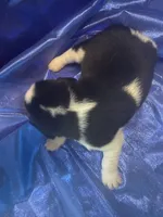 Ella’s Tricolor Male 1, a male Beagle for sale in Dime Box, TX – 2 of 2