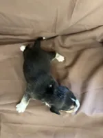 Loretta’s brown collar tri male, a male Beagle for sale in Dime Box, TX – 2 of 2