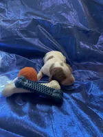 AKC Champ 1, a male Cavalier King Charles Spaniel for sale in Dime Box, TX – Photo 2 of 3