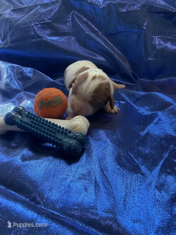 AKC Champ 1 – Cavalier King Charles Spaniel puppy for sale in Dime Box, TX