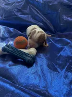 AKC Champ 1, a male Cavalier King Charles Spaniel for sale in Dime Box, TX – Photo 1 of 3