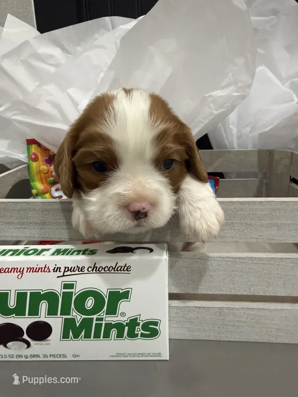 AKC Champ 1 – Cavalier King Charles Spaniel puppy for sale in Dime Box, TX