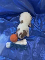 AKC Champ 1, a male Cavalier King Charles Spaniel for sale in Dime Box, TX – Photo 3 of 3