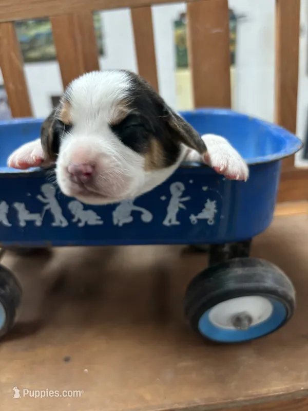Dixie’s tricolor male  – Beagle puppy for sale in Dime Box, TX
