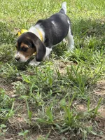 Maci’s yellow collar , a female Beagle for sale in Dime Box, TX – 1 of 2