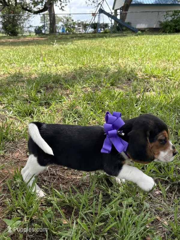 Maci’s purple collar  – Beagle puppy for sale in Dime Box, TX