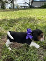 Maci’s purple collar , a female Beagle for sale in Dime Box, TX – 1 of 2