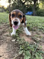 Maci’s tricolor female , a female Beagle for sale in Dime Box, TX – 1 of 4