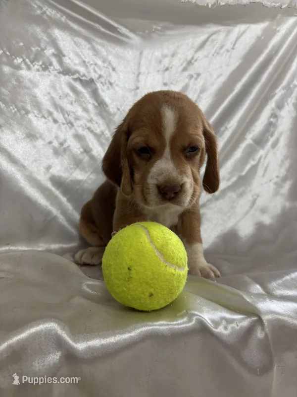 Loretta’s red male tennis ball – Beagle puppy for sale in Dime Box, TX