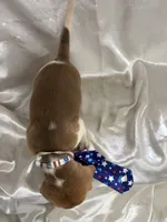 Loretta’s red, white, blue collar , a male Beagle for sale in Dime Box, TX – 2 of 2