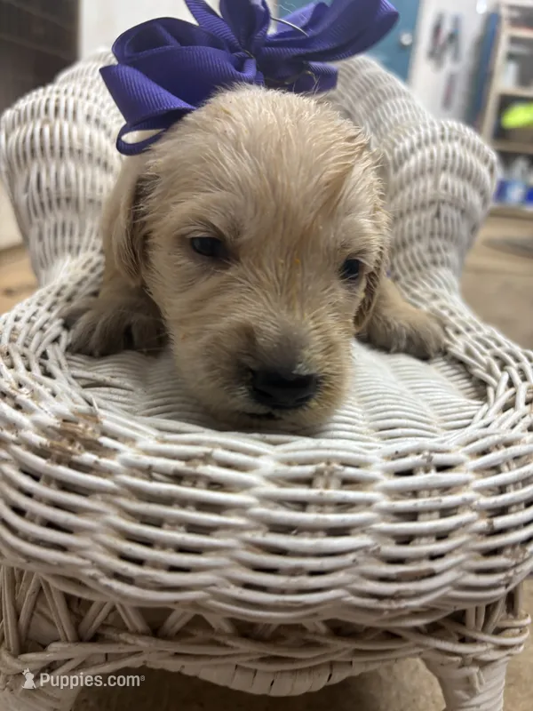 Purple collar golden retriever  – Golden Retriever puppy for sale in Dime Box, TX