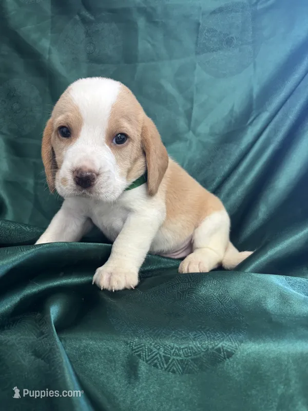 Dixie’s green collar lemon male – Beagle puppy for sale in Dime Box, TX