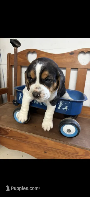 River’s male – Beagle puppy for sale in Dime Box, TX