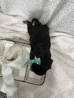 AKC Champ 3, a female Cavalier King Charles Spaniel for sale in Dime Box, TX – 2 of 2