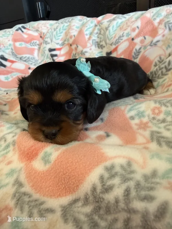 AKC Champ 3 – Cavalier King Charles Spaniel puppy for sale in Dime Box, TX