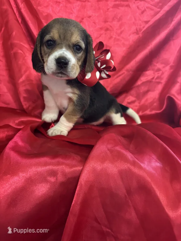 Dixie’s red collar female  – Beagle puppy for sale in Dime Box, TX