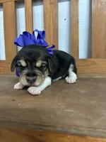 Shasta’s purple collar female , a female Beagle for sale in Dime Box, TX – 1 of 2
