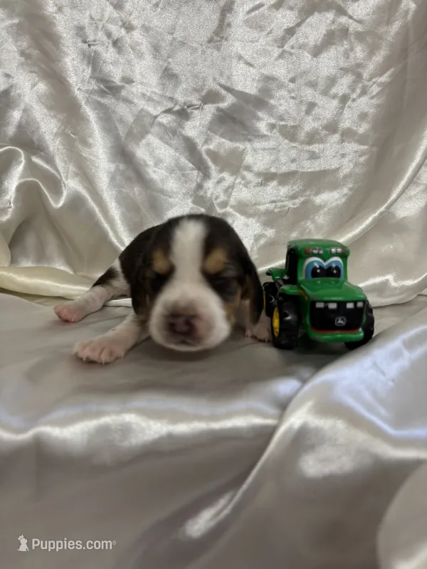 Loretta’s tricolor male with tractors  – Beagle puppy for sale in Dime Box, TX