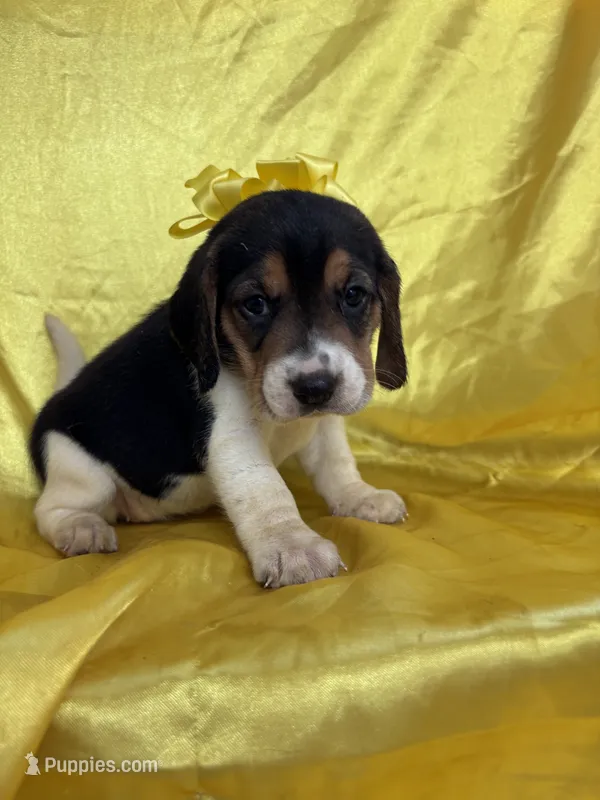 Maci’s yellow collar female  – Beagle puppy for sale in Dime Box, TX